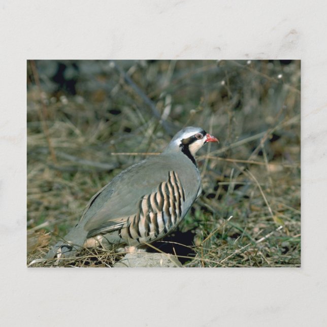 Postal Chukar partridge (Anverso)
