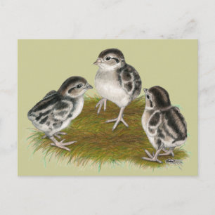 Postal Chukar Partridge Chicks