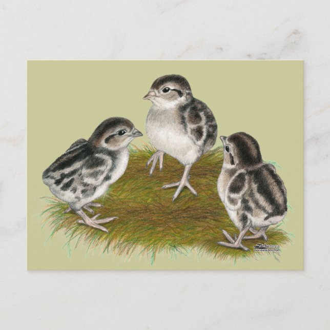 Postal Chukar Partridge Chicks (Anverso)