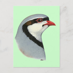 Postal Chukar:  Partridge Head