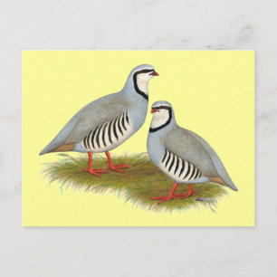 Postal Chukar Partridge Pair