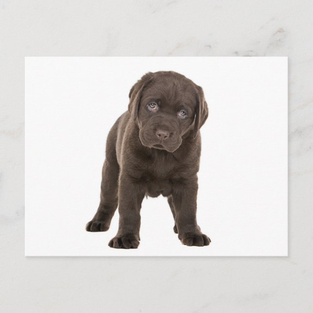 Postal Chunky Chocolate Labrador Puppy (Anverso)