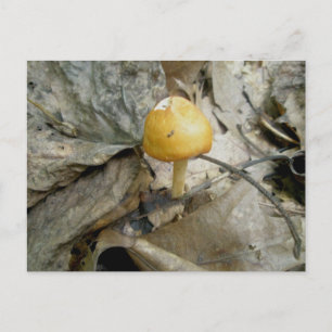 Postal Chunky Naranja Mushroom Postcard