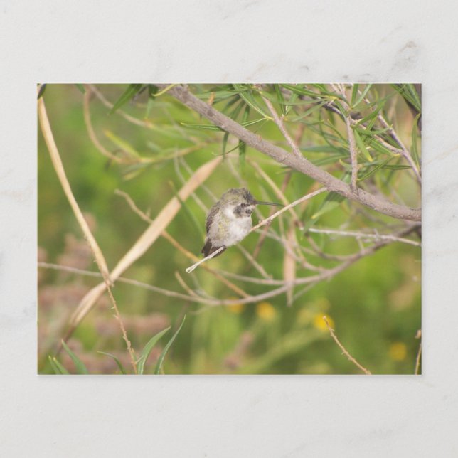 Postal chupamirto (Anverso)