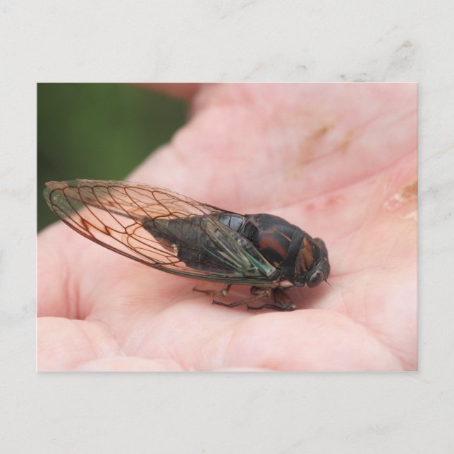 Postal Cicada (Anverso)