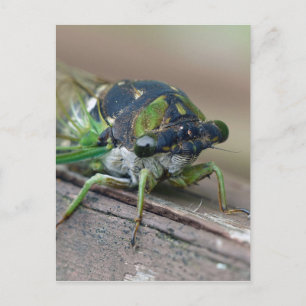Postal Cicada