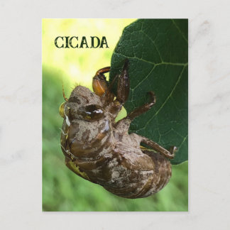 Postal Cicada - Postcard