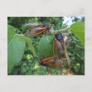 Postal Cicada Trio