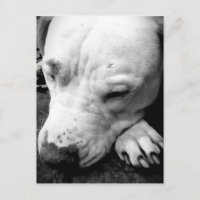 cicatriz de harry potter perro pit bull blanco