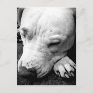 Postal cicatriz de harry potter perro pit bull blanco