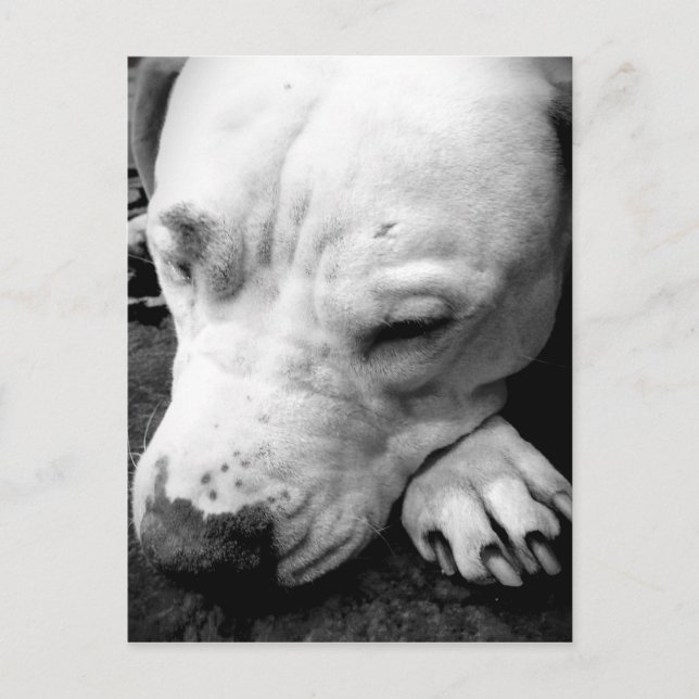 Postal cicatriz de harry potter perro pit bull blanco (Anverso)