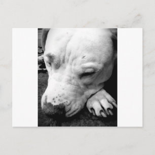 Postal cicatriz de harry potter perro pit bull blanco