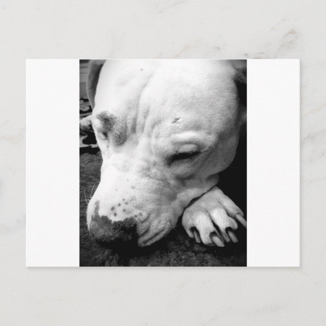 Postal cicatriz de harry potter perro pit bull blanco (Anverso)