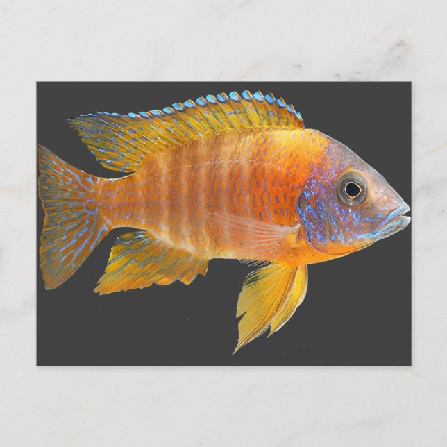 Postal Cichlid del pavo real (Anverso)
