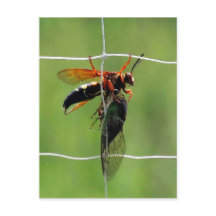 Cíclada avispa con cigarra muerta