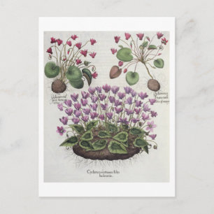 Postal ciclamen: 1.Cyclamen serotinum foliis hederaceis;