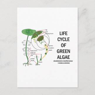 Postal Ciclo De Vida De La Alga Verde