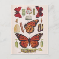 Ciclo de vida de la mariposa monarca