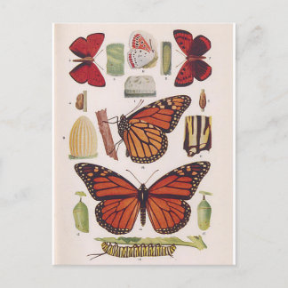 Postal Ciclo de vida de la mariposa monarca