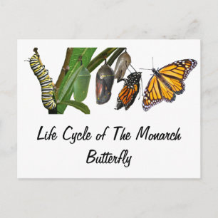 POSTAL CICLO DE VIDA DE MONARCA