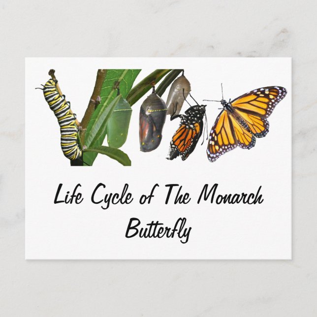 POSTAL CICLO DE VIDA DE MONARCA (Anverso)