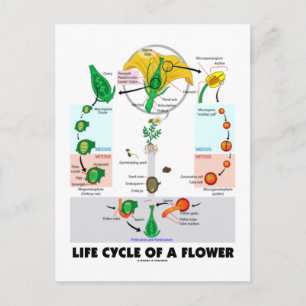 Postal Ciclo De Vida De Una Flor (Angiosperm)
