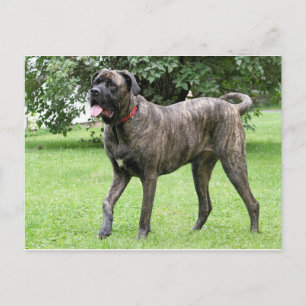 Postal Ciclón Mastiff Neopoliano 01