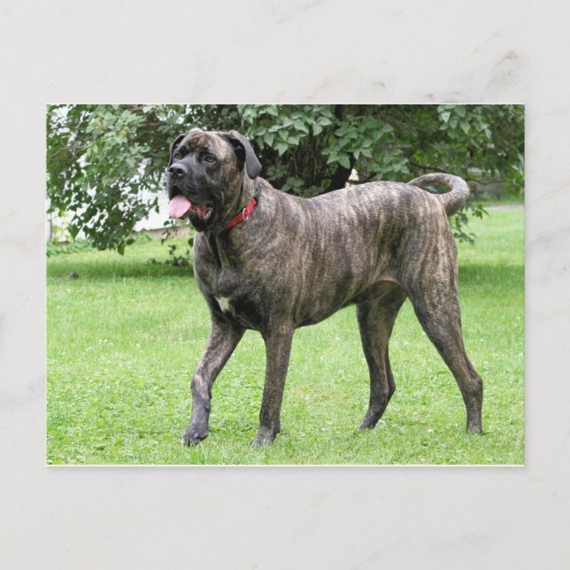Postal Ciclón Mastiff Neopoliano 01 (Anverso)