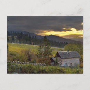 Postal Cielo al atardecer sobre viñedos y cabaña de tronc