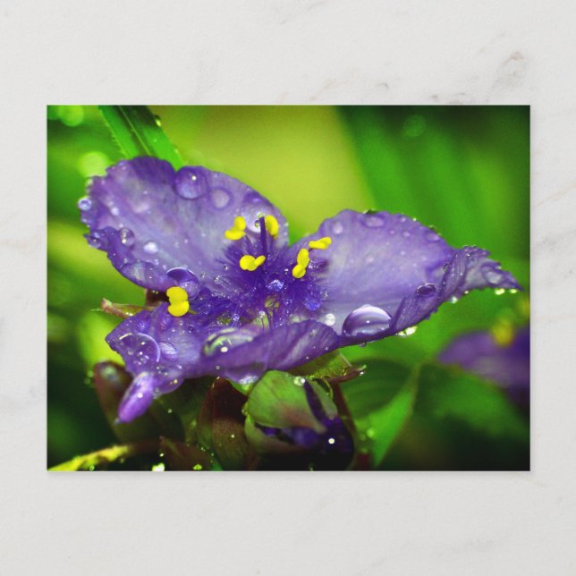 Postal Cielo azul (Anverso)