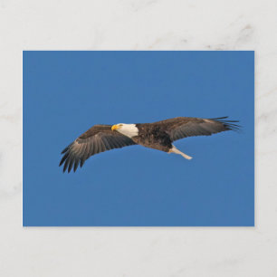 Postal Cielo de águila calva alto