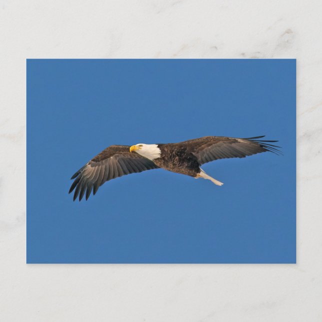 Postal Cielo de águila calva alto (Anverso)