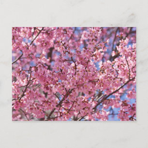 Postal Cielo de Flor de Cerezo Rosa Sakura