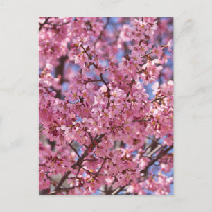 Postal Cielo de Flor de Cerezo Rosa Sakura
