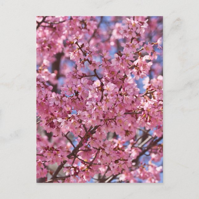 Postal Cielo de Flor de Cerezo Rosa Sakura (Anverso)