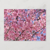 Cielo de flores de cerezo rosado de Sakura