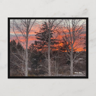 Postal Cielo de Fuego a Través de Árboles de Invierno
