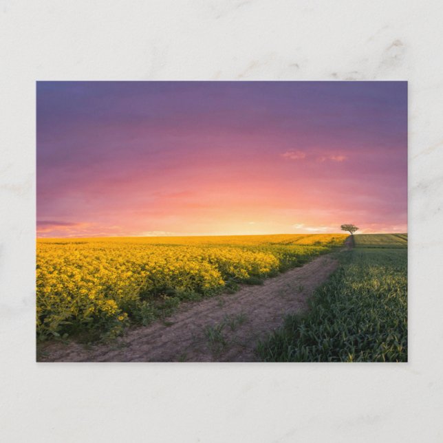 Postal Cielo rosa de noche (Anverso)