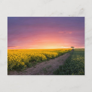 Postal Cielo rosa de noche