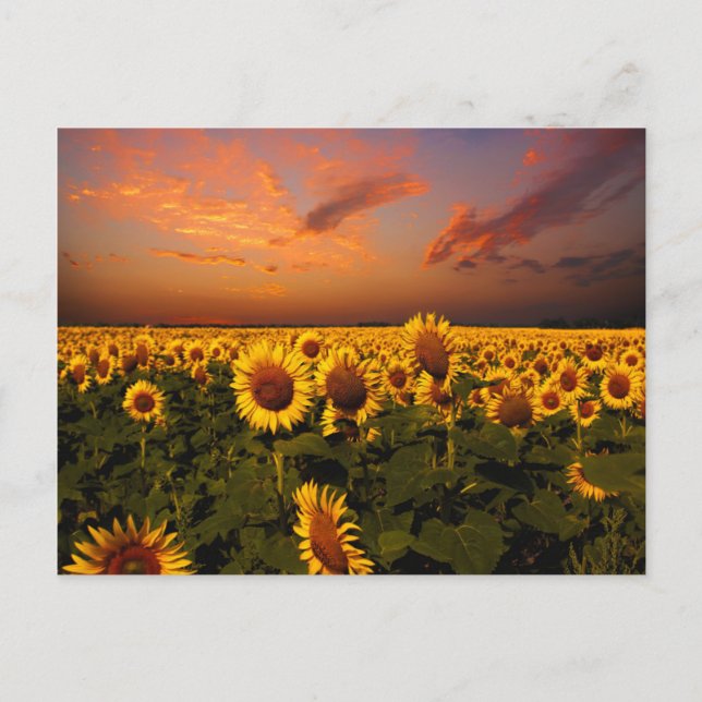 Postal Cielos sangrientos (Anverso)