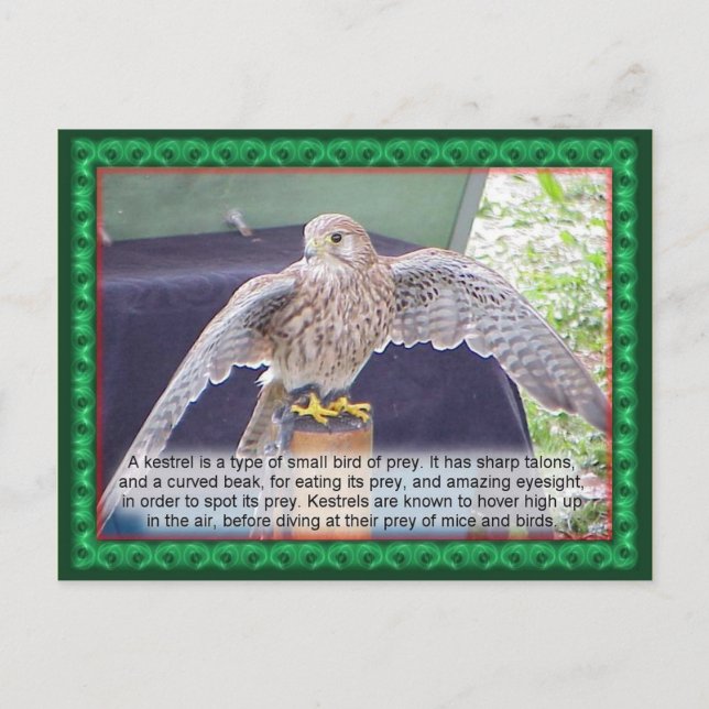 Postal Ciencia, animales, pájaro, Cernícalo (Anverso)