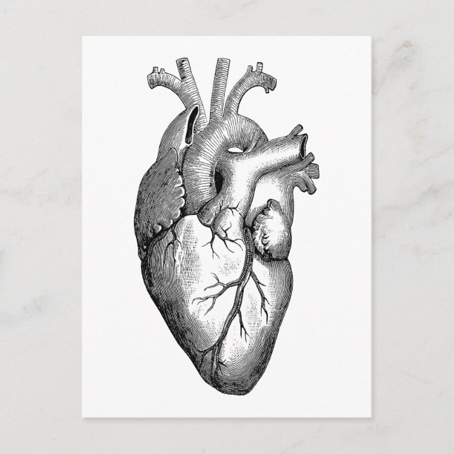 Postal científica "anatomía del corazón" (Anverso)