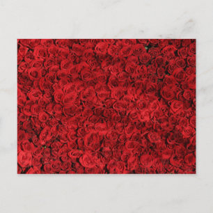 Postal Cientos de hermosas rosas rojas