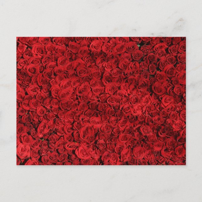 Postal Cientos de hermosas rosas rojas (Anverso)