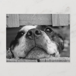 Postal Cierra la porra del Terrier de Boston