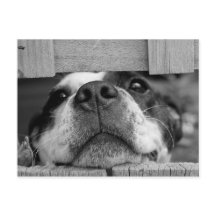 Cierra la porra del Terrier de Boston