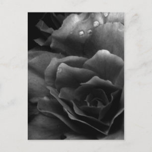 Postal Cierre blanco y negro de una doble begonia