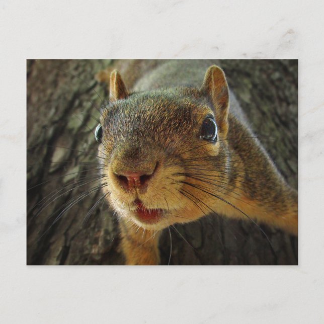 Postal Cierre colgante de ardilla 2 (Anverso)