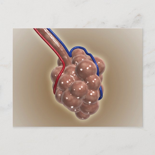 Postal Cierre De Alveolus (Anverso)