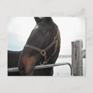 Postal Cierre de caballos